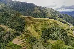 A terraced hillside, seen from above