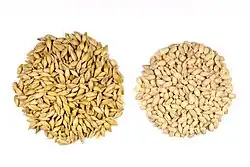 Barley grains with and without the outer husk