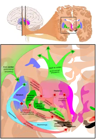 At the top, a line drawing of a side view of the human brain, with a cross section pulled out showing the basal ganglia structures in color near the center. At the bottom an expanded line drawing of the basal ganglia structures, showing outlines of each structure and broad arrows for their connection pathways.