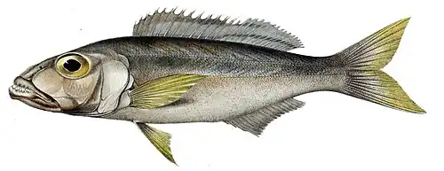 Bathybatini (E): Bathybates ferox is benthic and piscivorous, but the genus also includes pelagic species.[37] The tribe is sometimes split in three, others being Hemibatini and Trematocarini[46][47]