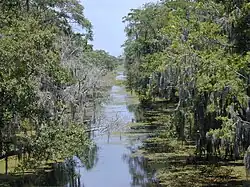 Daylight photo of canal with tree branches stretching from the banks over the canal.
