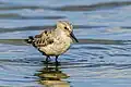 Little stint, Tunisia