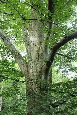 European beech tree
