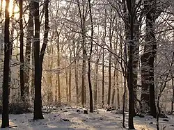 Montane beech forest in the Mátra mountains, Hungary