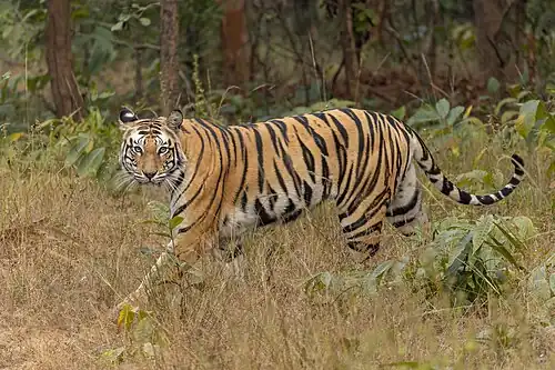 India has the majority of the world's wild tigers, approximately 3,170 in 2022.[221]