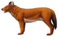 European dhole (Cuon alpinus europaeus)
