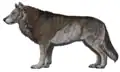 Cave wolf (Canis lupus spelaeus)