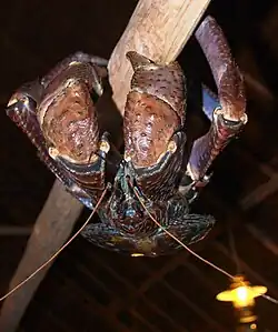 Coconut crab, the largest terrestrial arthropod, weighing up to 4.1&nbsp;kg (9&nbsp;lb)