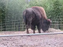 large bison facing right with head lowered