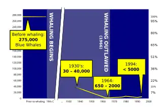 World population graph of blue whales