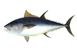 Pelagic fish (Atlantic bluefin tuna)