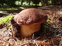 The pine bolete Boletus pinophilus forms an ectomycorrhizal association with several pines.