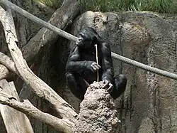 Photo of a bonobo using a stick to fish for termites