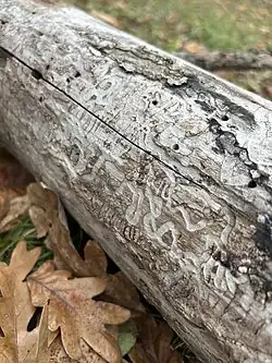 Emerald ash borer damage on a fallen trunk