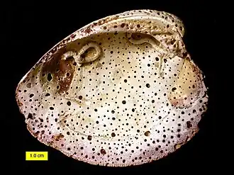 Sponge borings (Entobia) and encrusters on a modern bivalve shell, North Carolina