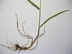Roots of Bromus hordeaceus