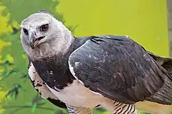 The harpy eagle (Harpia harpyja) was declared the national bird of Panama on April 10, 2002.[115]