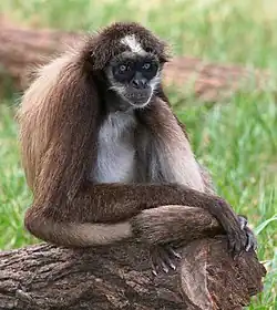 Brown spider monkey (Ateles hybridus)