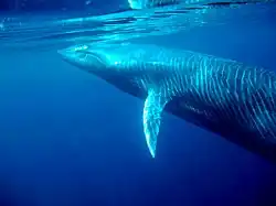 Bryde's whale swims off the Islands