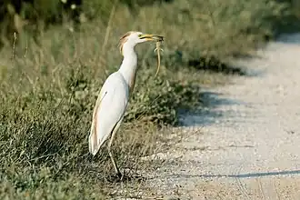 A western cattle egret eating a lizard in Turkey. Unlike most other herons, they frequently seek food on dry ground.