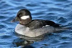 Female Bufflehead (Bucephala albeola)