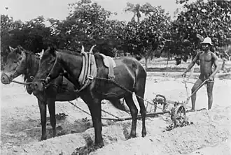 Cotton plowing in Togo, 1928