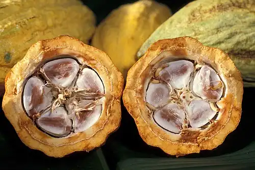 Cacao seed in the fruit or pocha