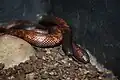 Calabaria type species; the Calabar python (C. reinhardtii)