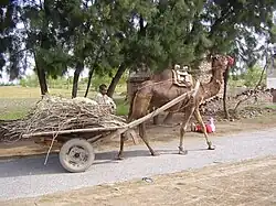 A camel harnessed to a cart loaded with branches and twigs