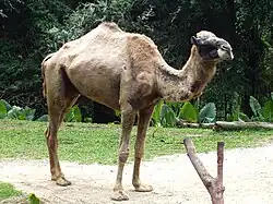 A camel standing in a zoo.