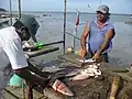 Campeche fishermen cutting up the catch on the Gulf of Mexico.