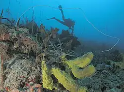 Scuba diver and sponges, Cane Bay wall