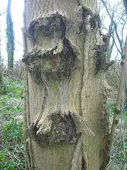 Canker on an ash tree