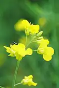Close-up of canola blooms