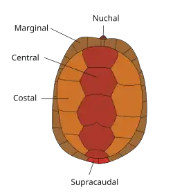 The scutes of a turtle's carapace