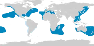 A world map shows killer whales are found throughout every ocean, except parts of the Arctic. They are also absent from the Black and Baltic seas.