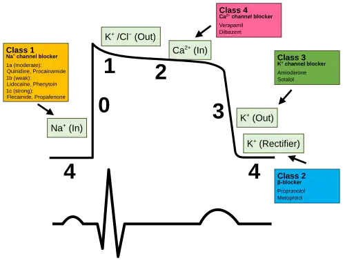 Plot of membrane potential versus time