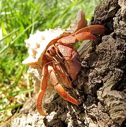 The Caribbean hermit crab is mainly terrestrial.
