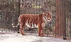 Captive Caspian tiger at Berlin Zoo, circa 1899