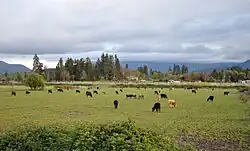 About 50 cattle are grazing in a green field under a cloudy sky. Buildings and trees are visible in the middle distance, and beyond them, hills or mountains.