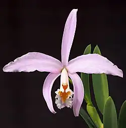Cattleya jongheana