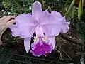 An orchid flower