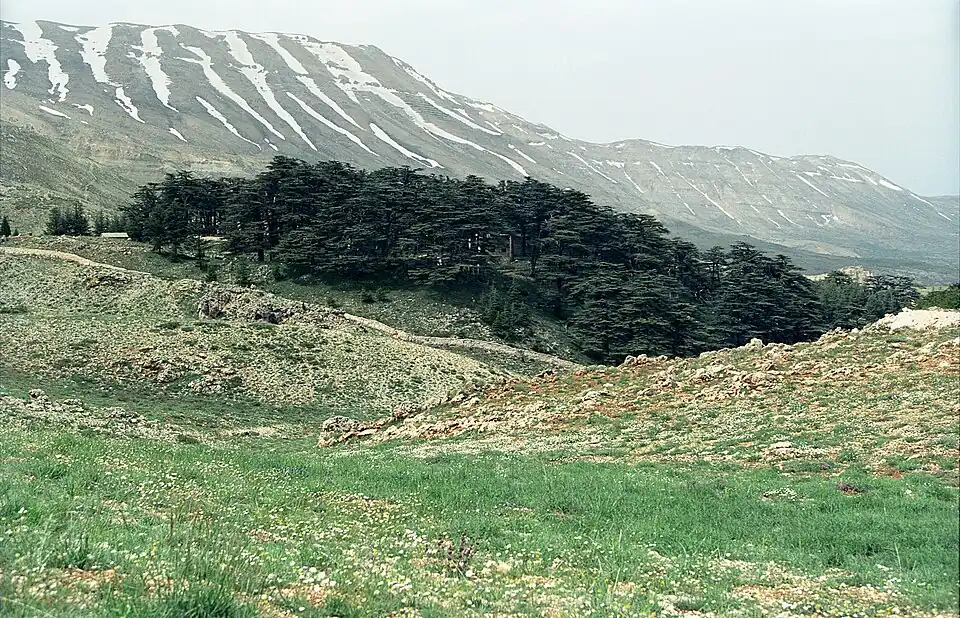 "Cedars of God" grove, Bsharri