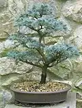 Glaucous Atlas cedar trained as a bonsai