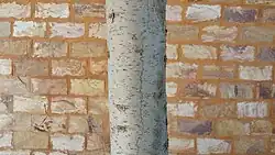 Bark on a young deodar cedar