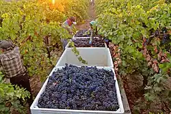 Harvesting of Zinfandel grapes