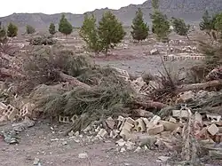 Broken cinder blocks and felled palm trees