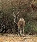 Western greater kudu bull (Tragelaphus strepsiceros cottoni) Zakouma National Park, Chad