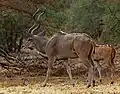 Western greater kudu bull and calf, Zakouma National Park. Chad