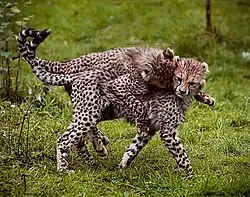 A cheetah cub playfully pouncing on another cub